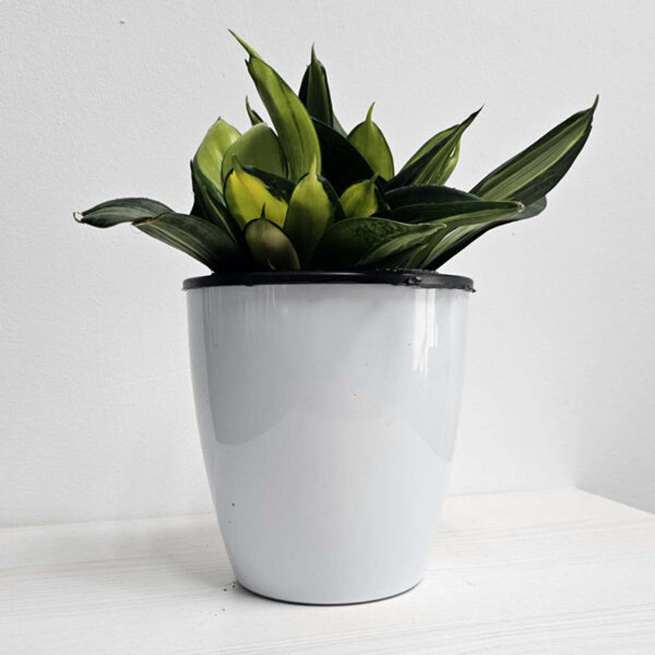 Plant number 1