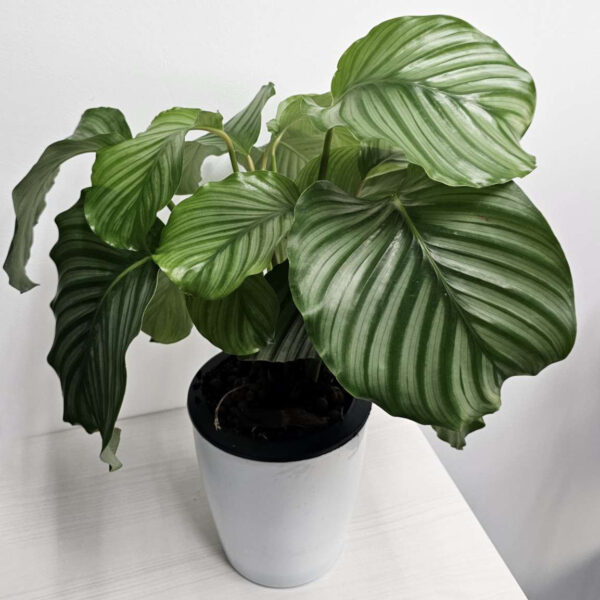Plant Number 3