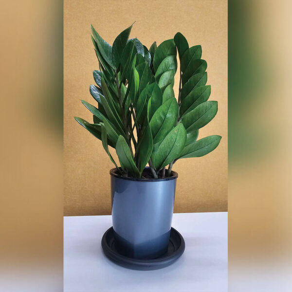 Plant Number 4
